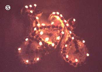 Serenelli's Bicycle Fantasy Photo