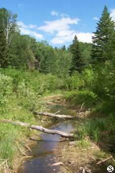 Weekend in the Woods