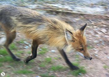 Weekend in the Woods